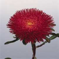 Princess Deep Red